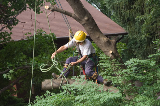 How Our Tree Care Process Works  in  Watervliet, NY