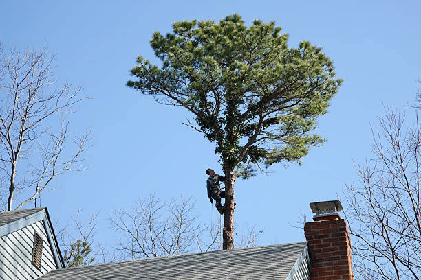 Watervliet, NY Tree Removal Services Company